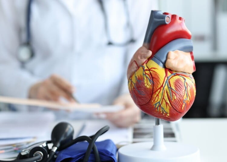 Artificial plastic model of human heart standing against background of cardiologist closeup. Cardiac care concept
