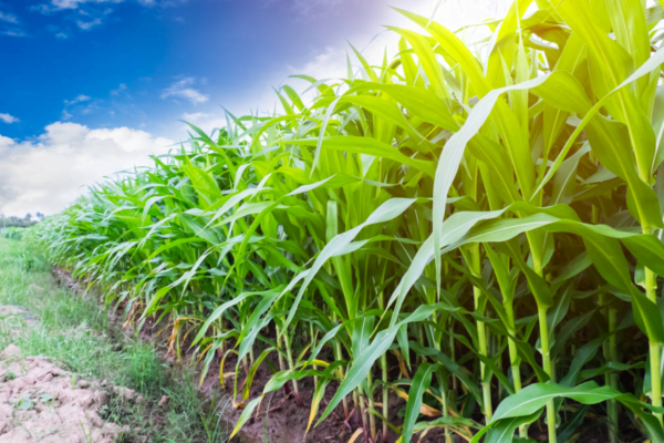 Irigarea responsabilă în agricultură: Tehnici și practici pentru o utilizare eficientă a apei