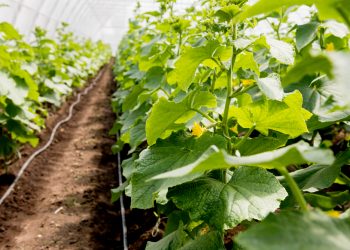 cultivarea castraveților