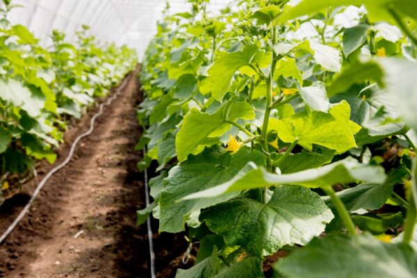 cultivarea castraveților