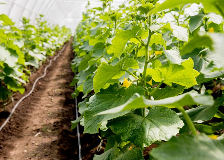 cultivarea castraveților